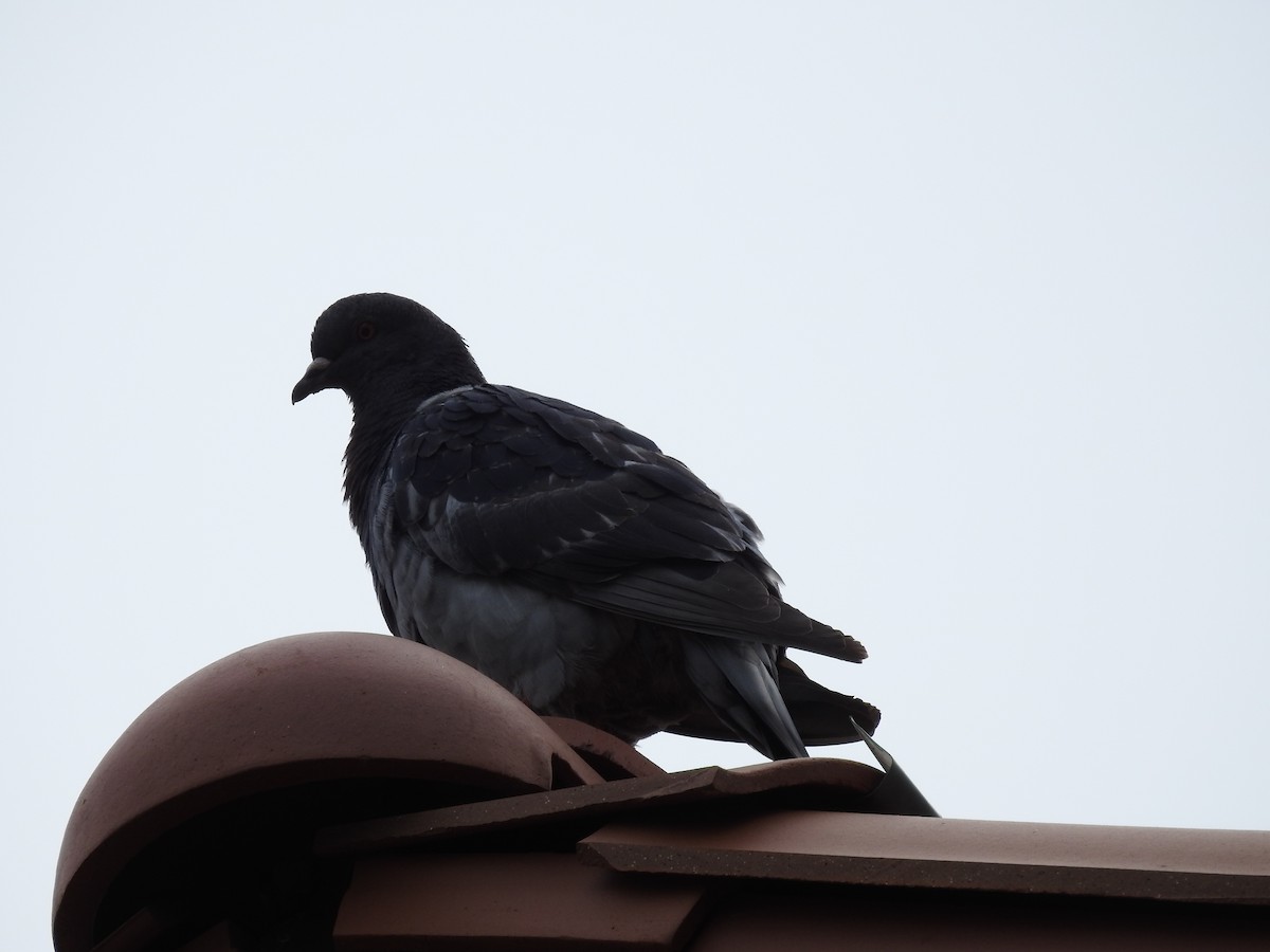 Pigeon biset (forme domestique) - ML240542111