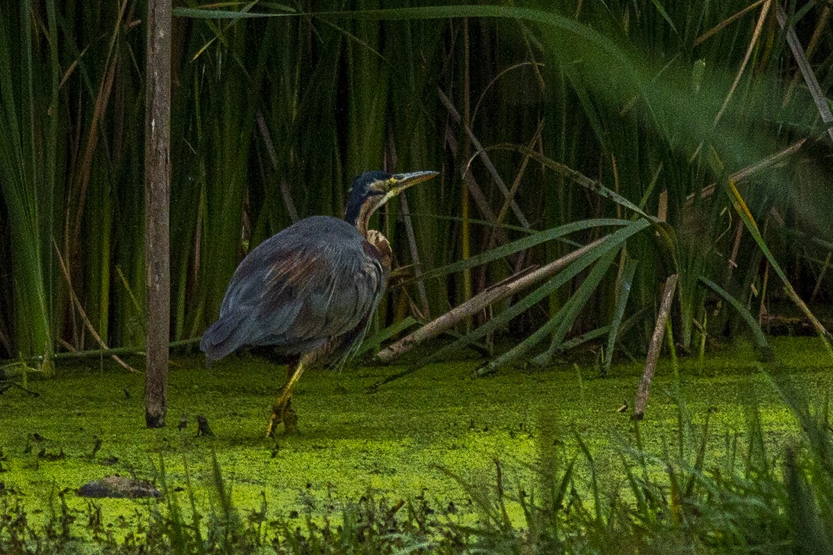 Purple Heron - ML240542301