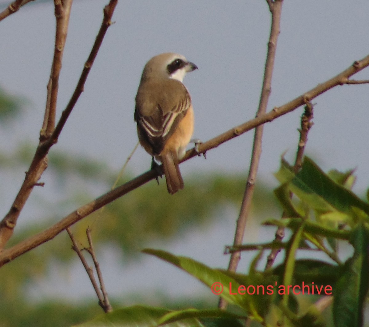 Alcaudón Pardo (lucionensis) - ML240542931