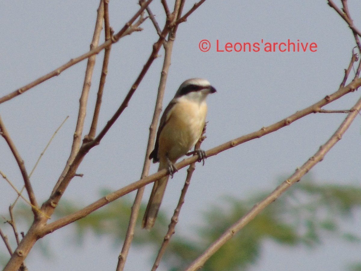 Alcaudón Pardo (lucionensis) - ML240542941