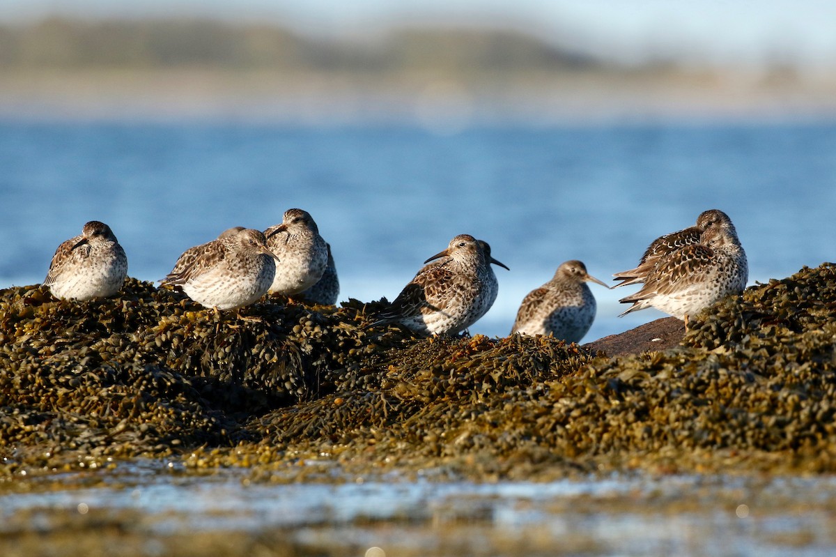 Purple Sandpiper - ML240544661