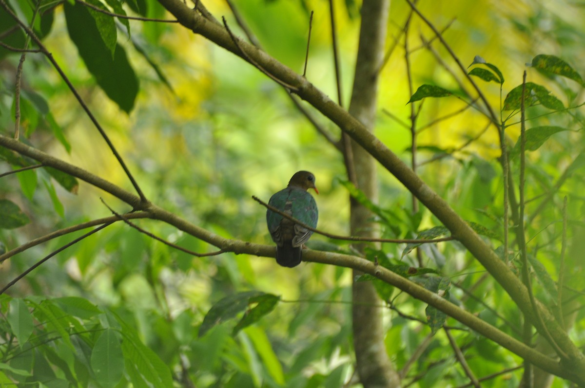 Asian Emerald Dove - ATHULYA P P