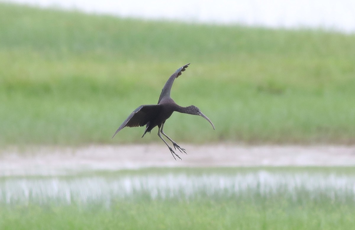 Glossy Ibis - Edward Yip