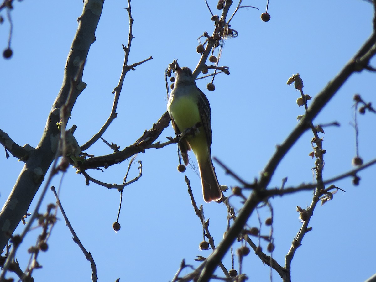 Great Crested Flycatcher - D Woolverton