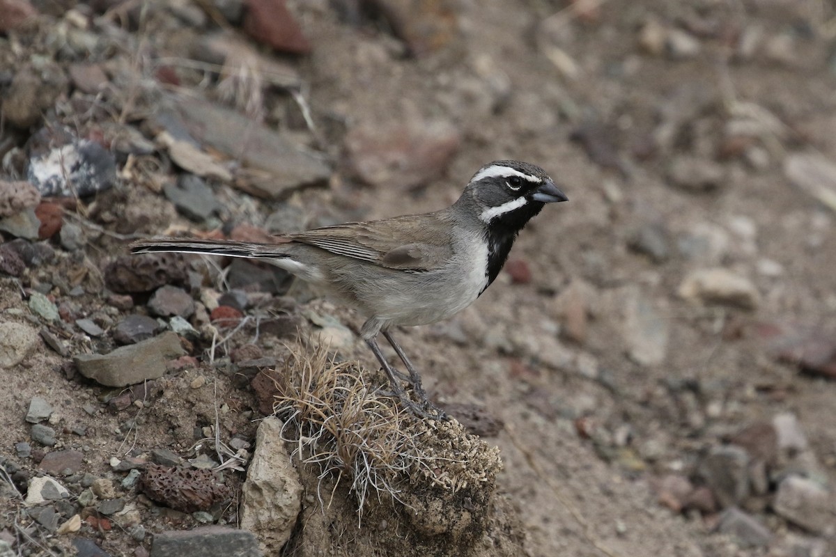 Black-throated Sparrow - Russ Morgan