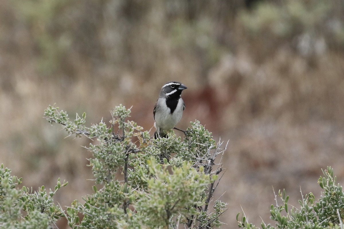 Black-throated Sparrow - Russ Morgan