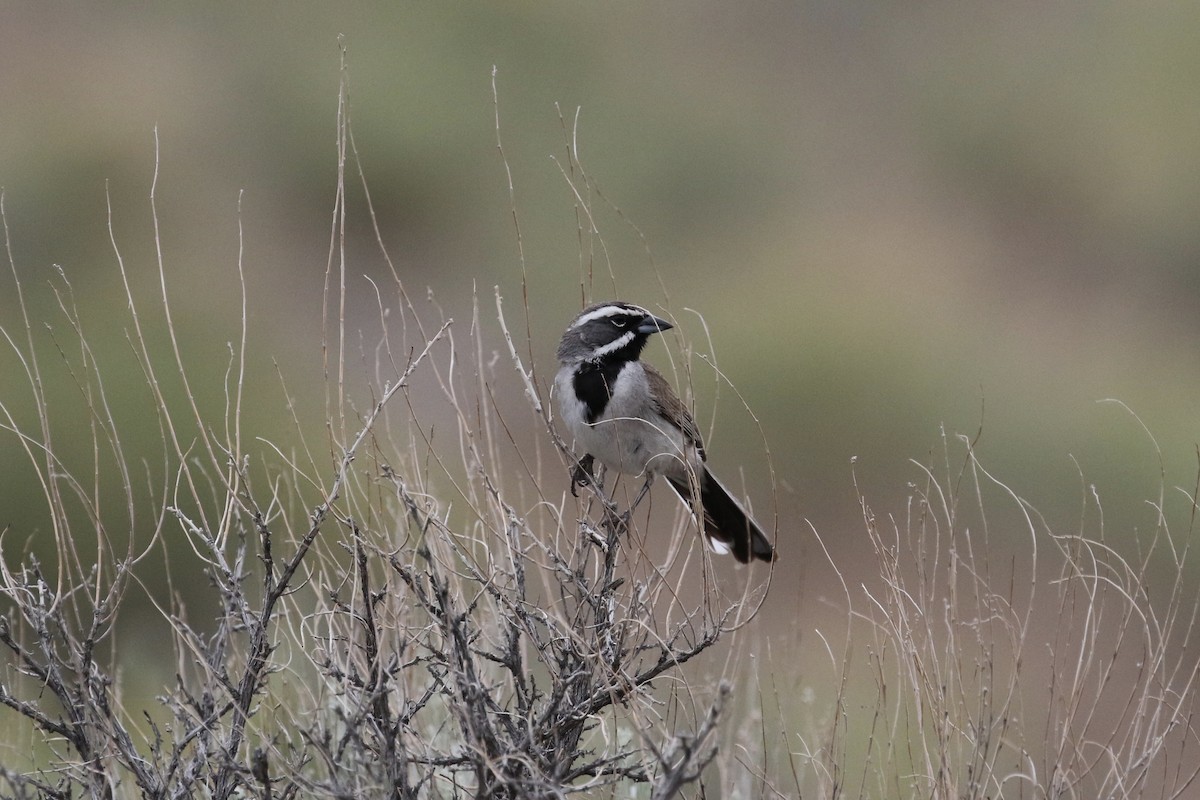 Black-throated Sparrow - Russ Morgan