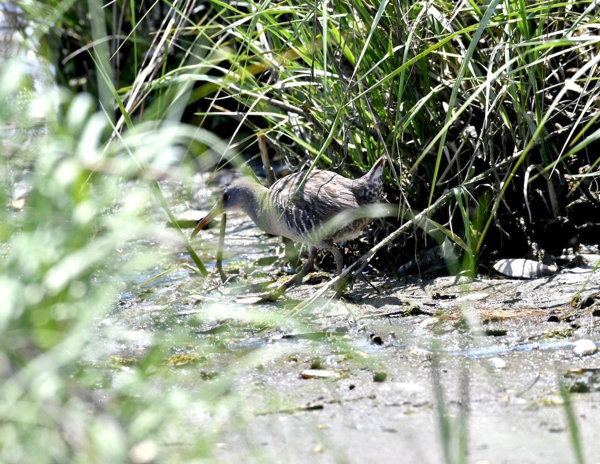 Clapper Rail - ML240548121