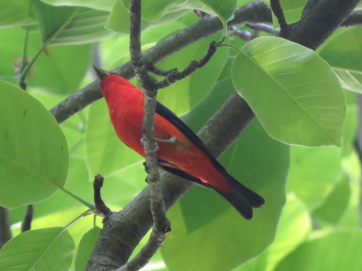 Scarlet Tanager - ML240549211