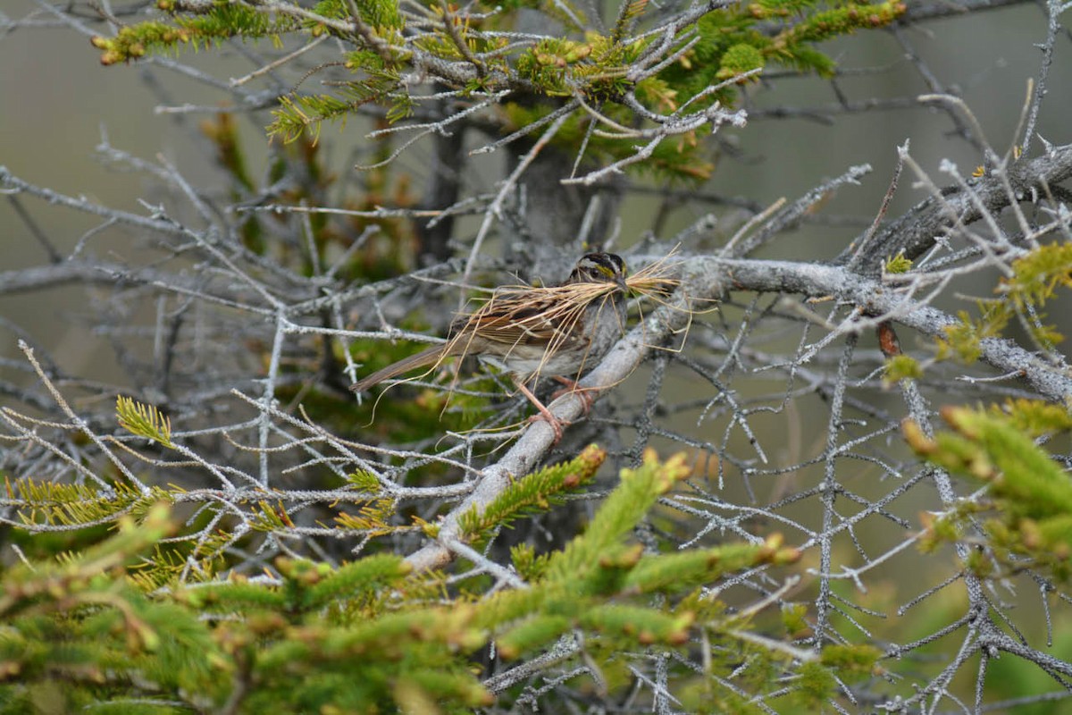 White-throated Sparrow - ML240553371