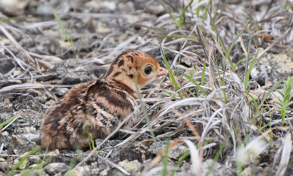 Wild Turkey - ML240553581