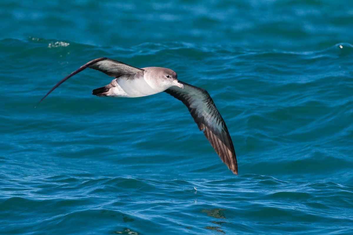 Pink-footed Shearwater - Anonymous