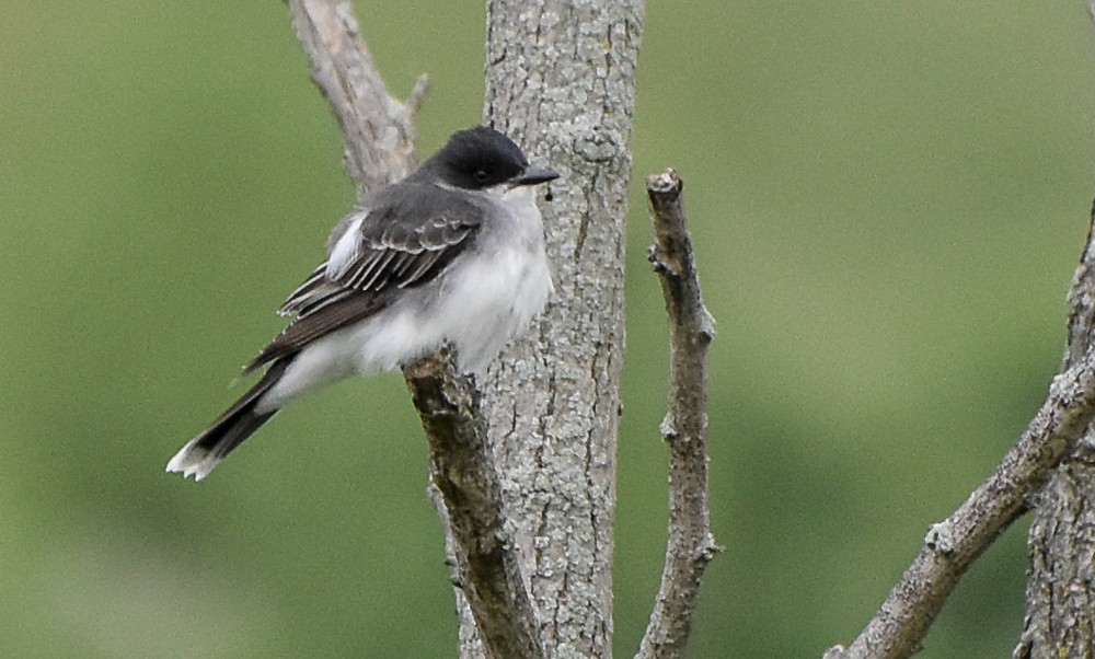Eastern Kingbird - ML240556551