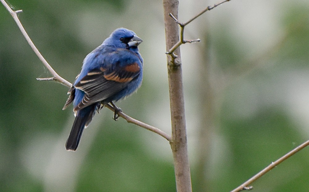 Blue Grosbeak - ML240556781