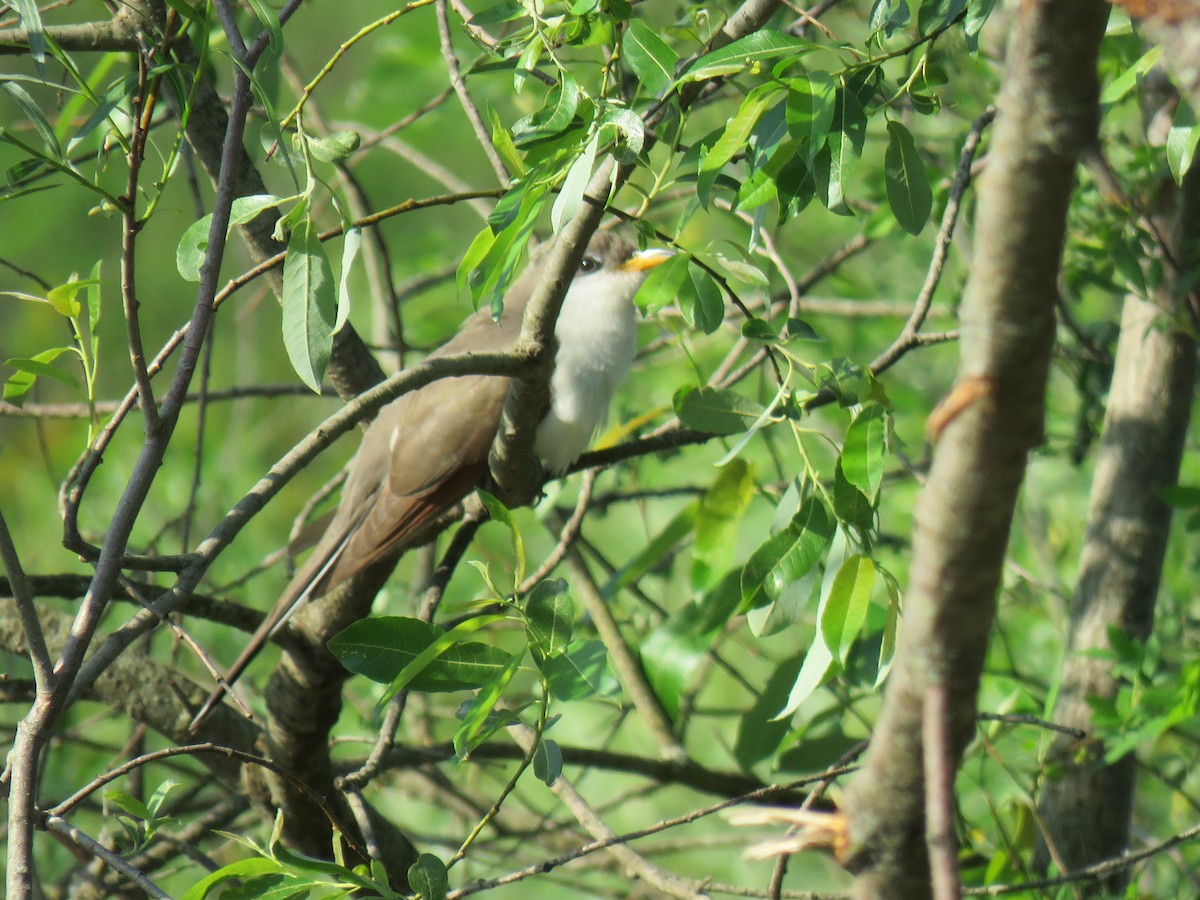 Yellow-billed Cuckoo - ML240558361