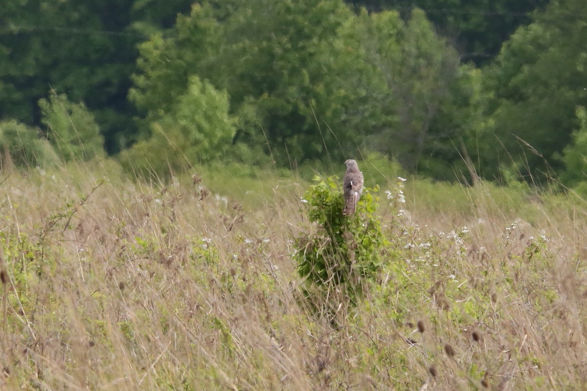 Northern Harrier - ML240558891