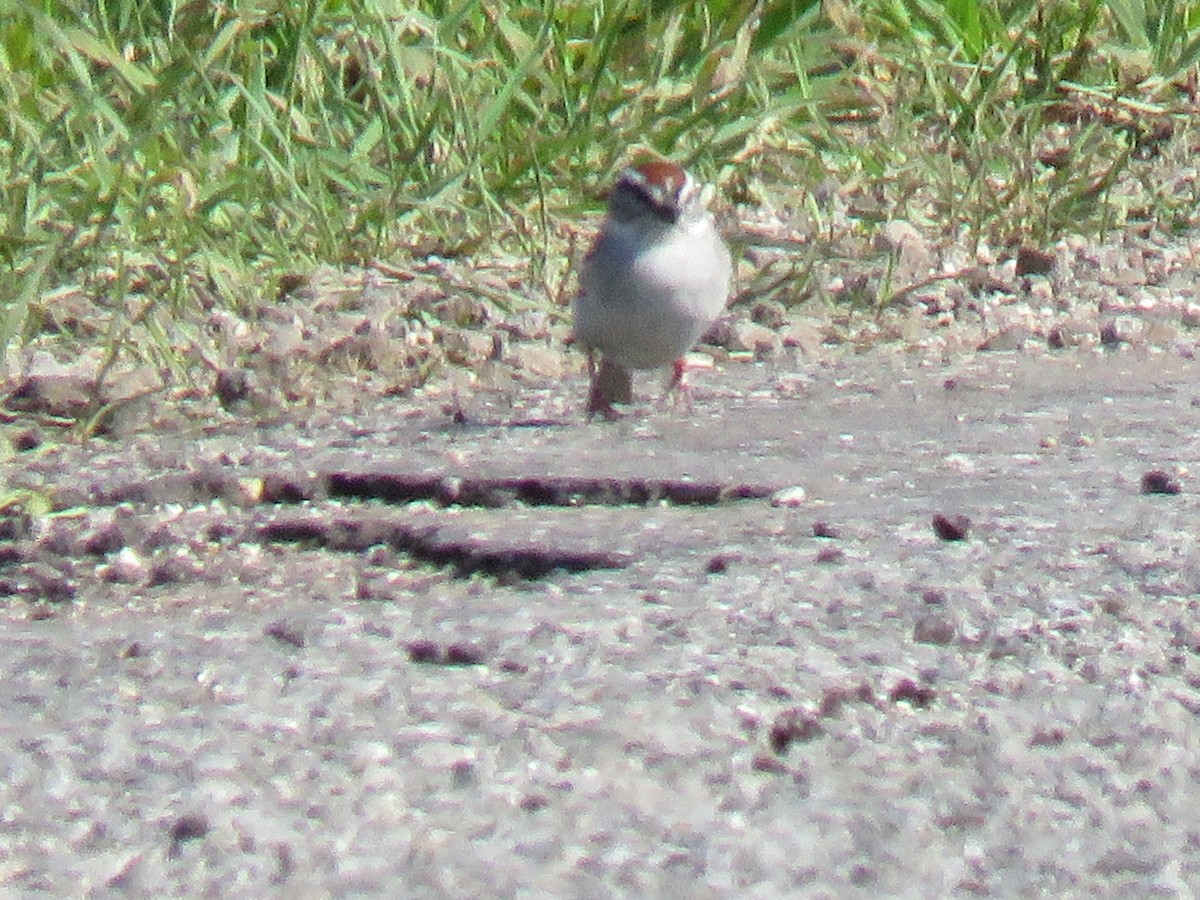 Chipping Sparrow - John Mayer