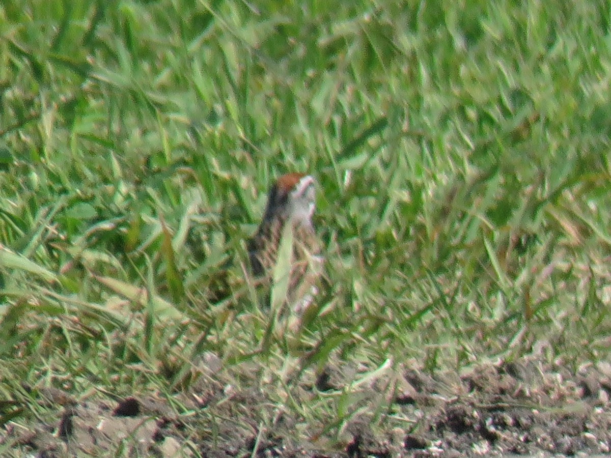 Chipping Sparrow - ML240560221