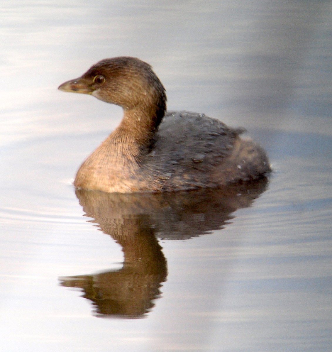 Pied-billed Grebe - Peter Hines