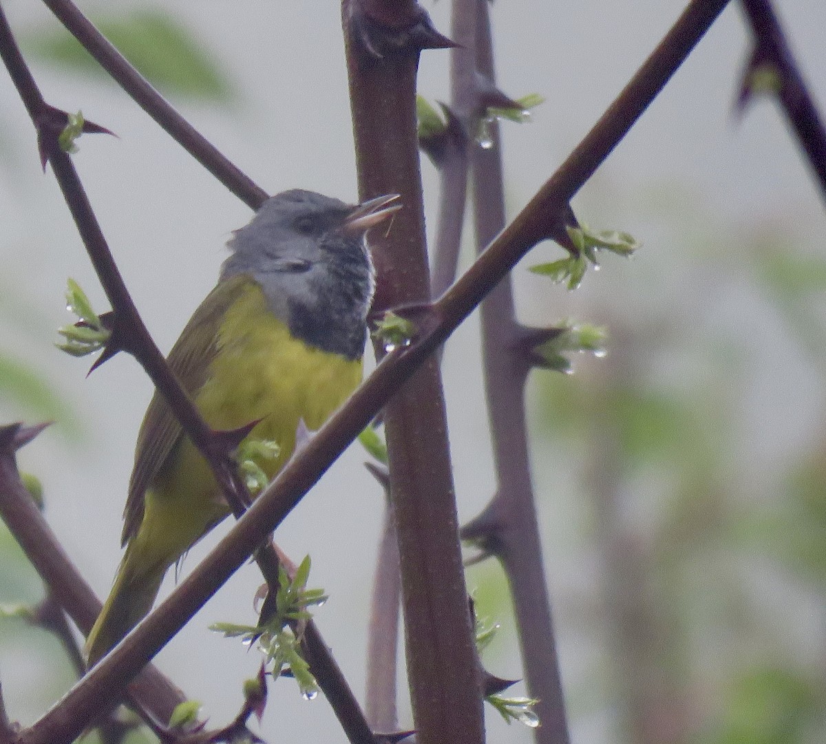 Mourning Warbler - Nick Ramsey