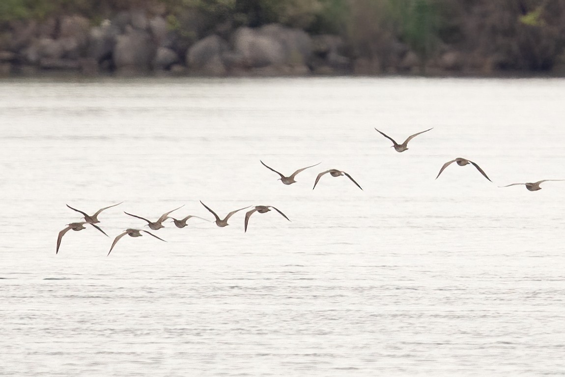 Hudsonian Whimbrel - Tony Dvorak
