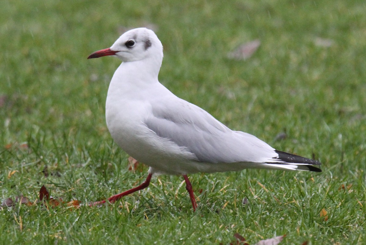 Black-headed Gull - Daniel Donnecke