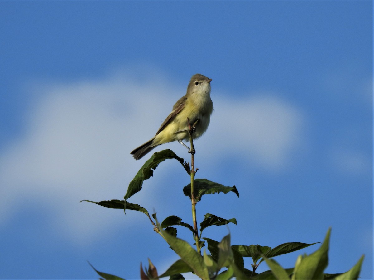 Bell's Vireo - Susan Brauning