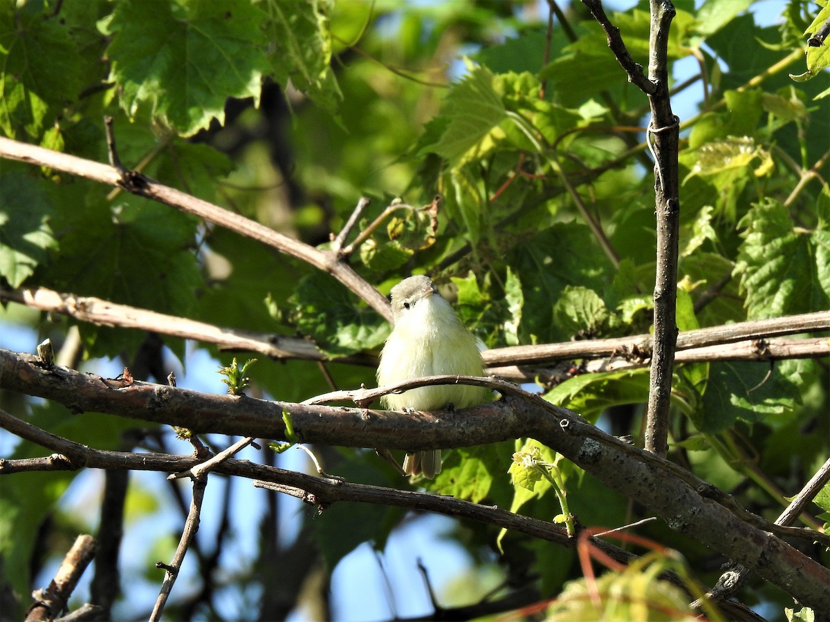 Braunaugenvireo - ML240564791