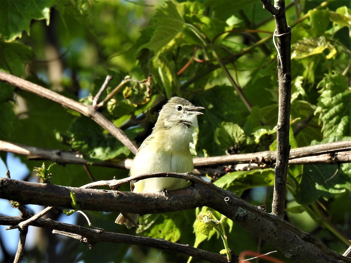 Vireo de Bell - ML240564831