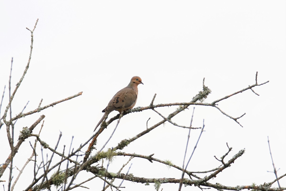 Mourning Dove - ML240565021