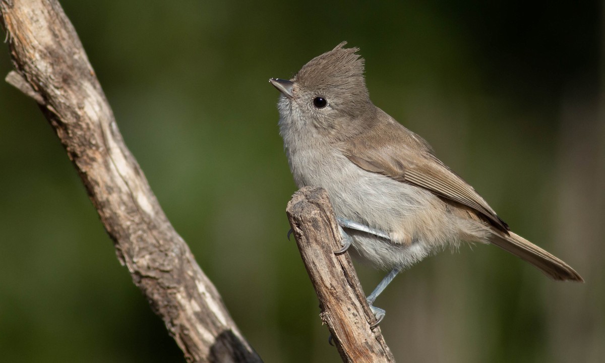 Oak Titmouse - ML240565031