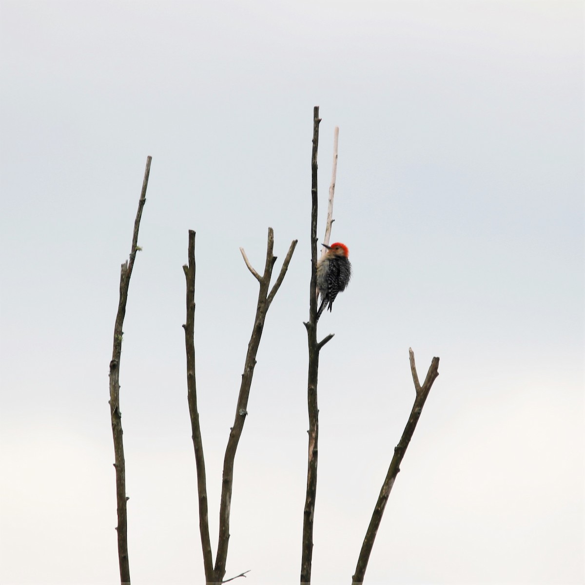 Red-bellied Woodpecker - ML240565061