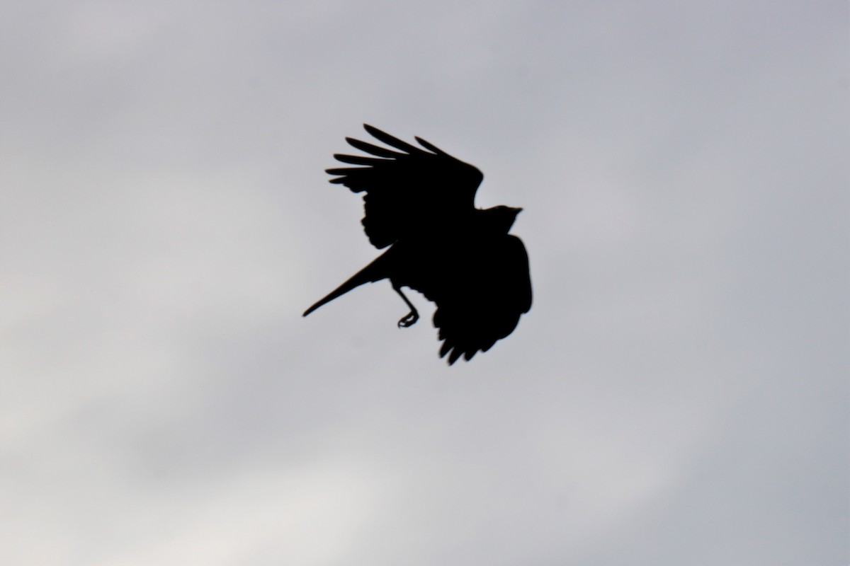 American Crow - ML240565261