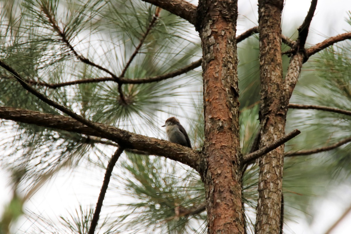 Brown-headed Nuthatch - ML240565281