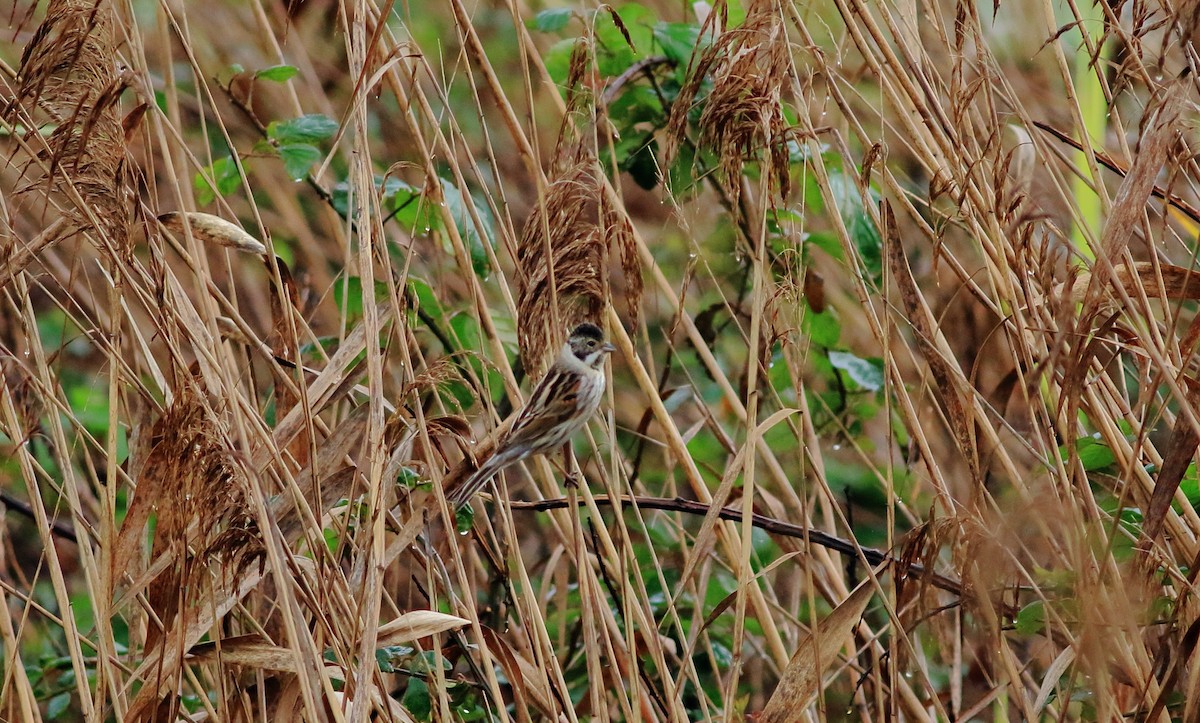 Reed Bunting - ML24056671