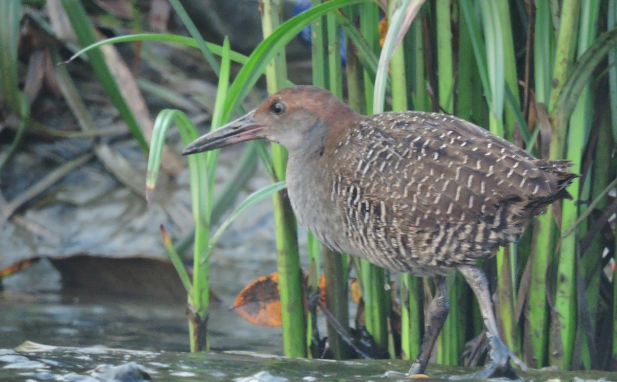 Slaty-breasted Rail - ML240566921