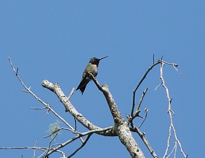 Ruby-throated Hummingbird - ML240567231