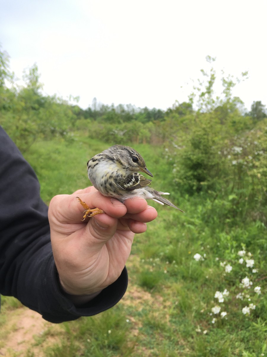 Blackpoll Warbler - Julian Tattoni