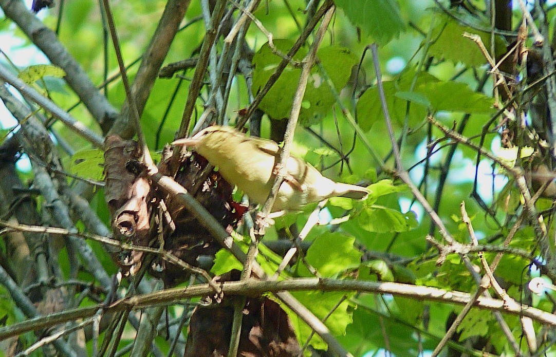 Worm-eating Warbler - ML240567251