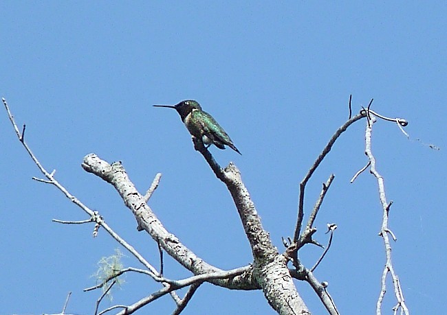Ruby-throated Hummingbird - ML240567261