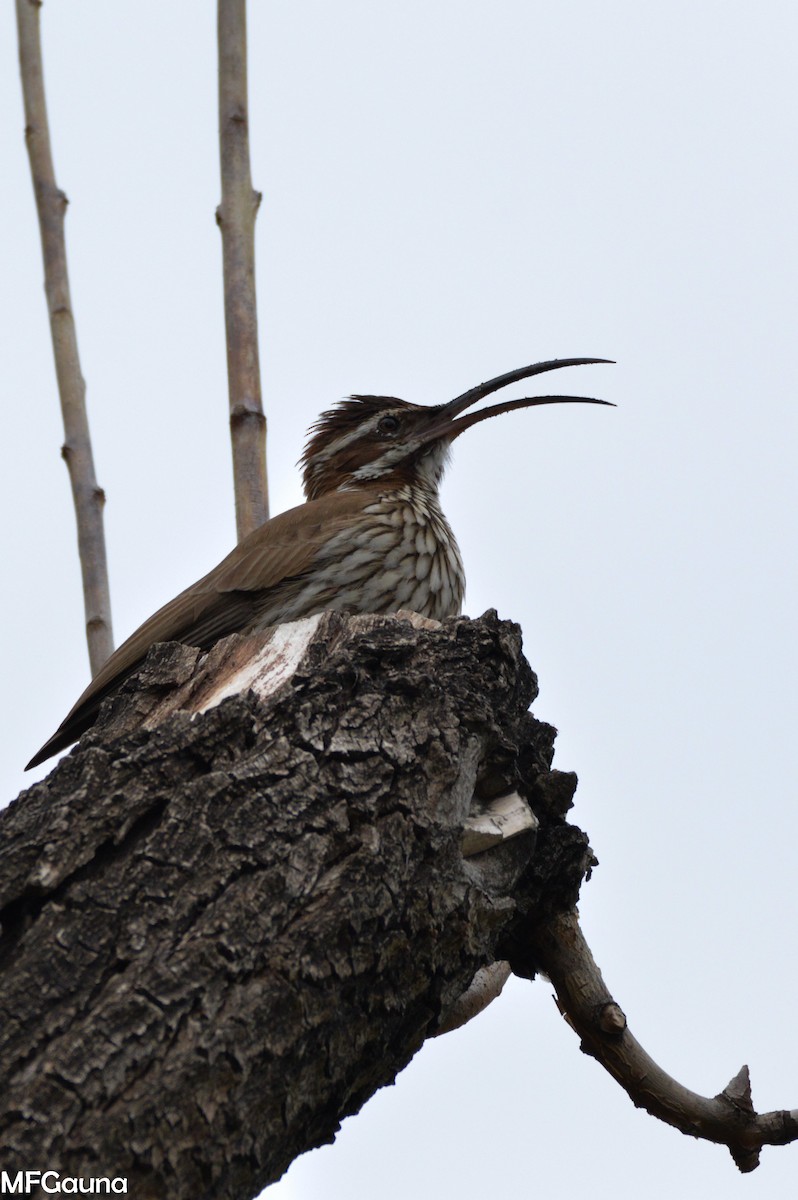 Scimitar-billed Woodcreeper - ML240567911