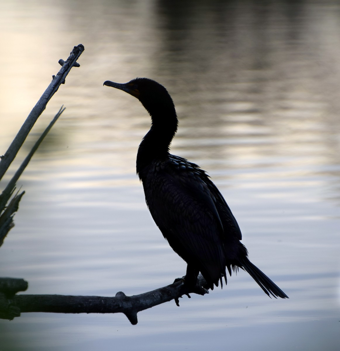 Double-crested Cormorant - ML240568011