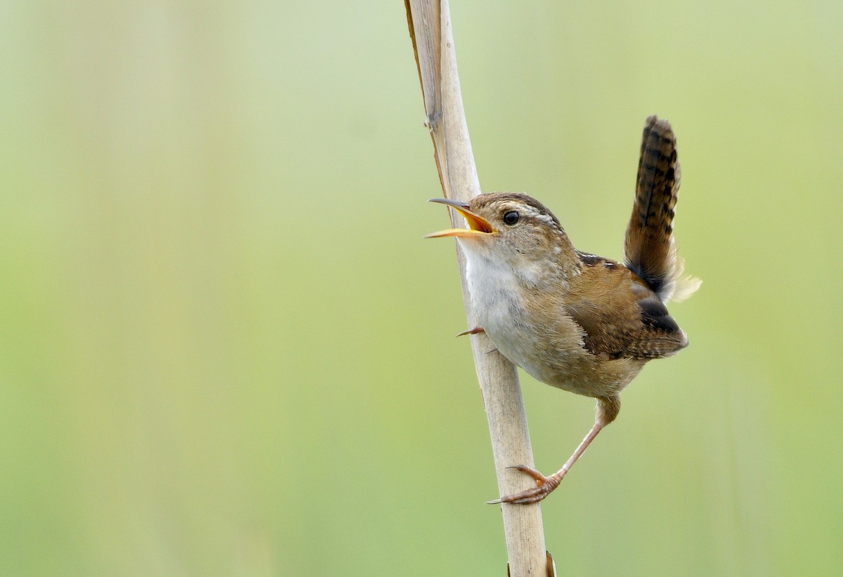 ハシナガヌマミソサザイ（palustris グループ） - ML240568211