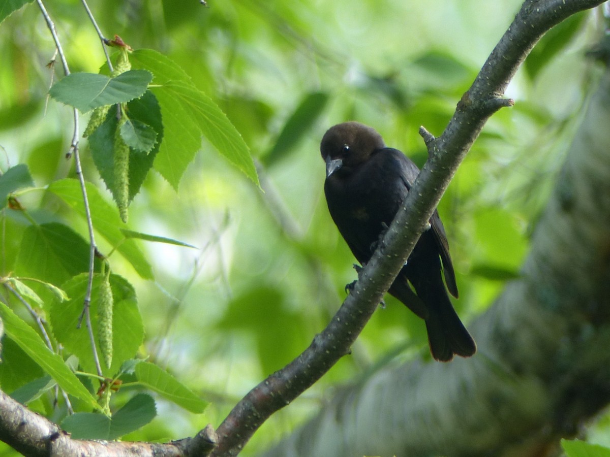 Brown-headed Cowbird - ML240569691