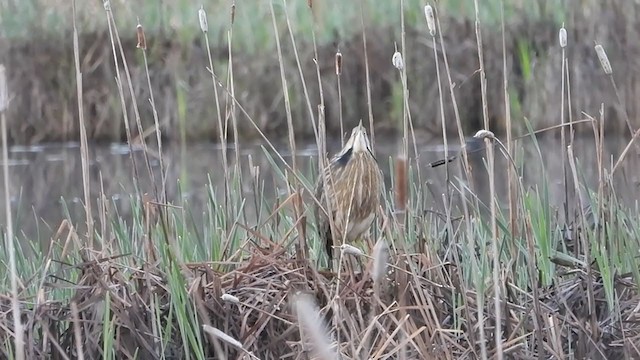 American Bittern - ML240570441