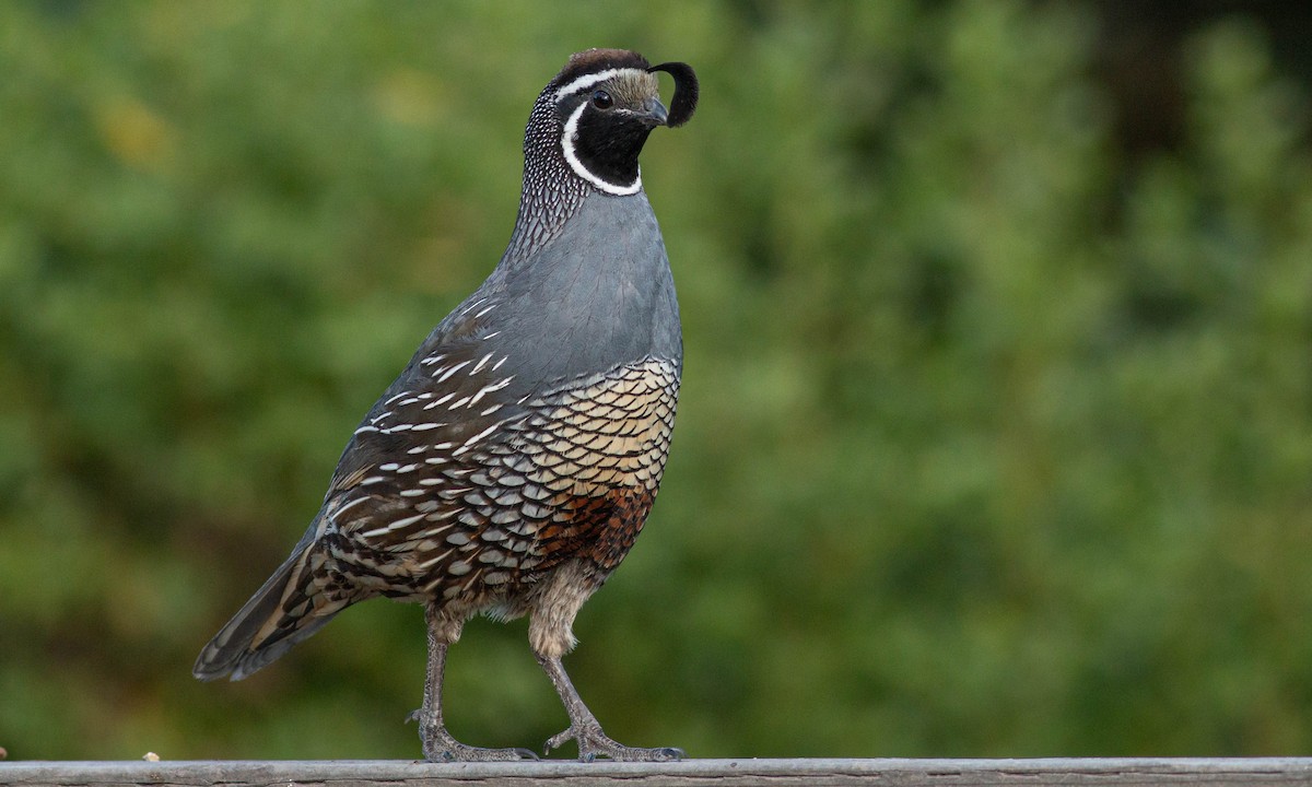 California Quail - Paul Fenwick