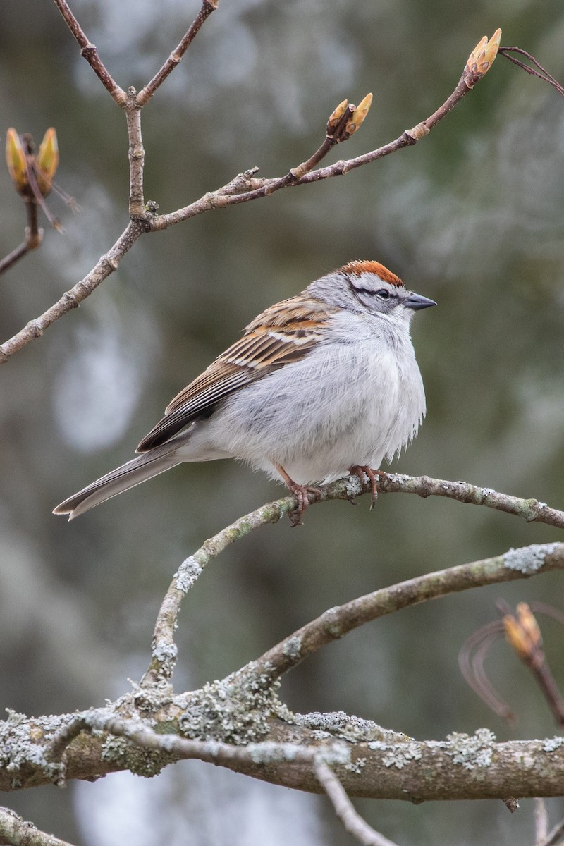 Chipping Sparrow - ML240573461