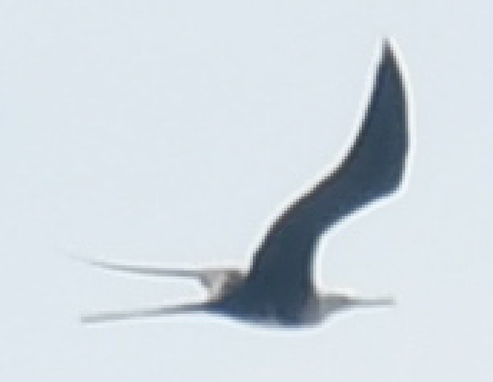 Magnificent Frigatebird - ML240573551