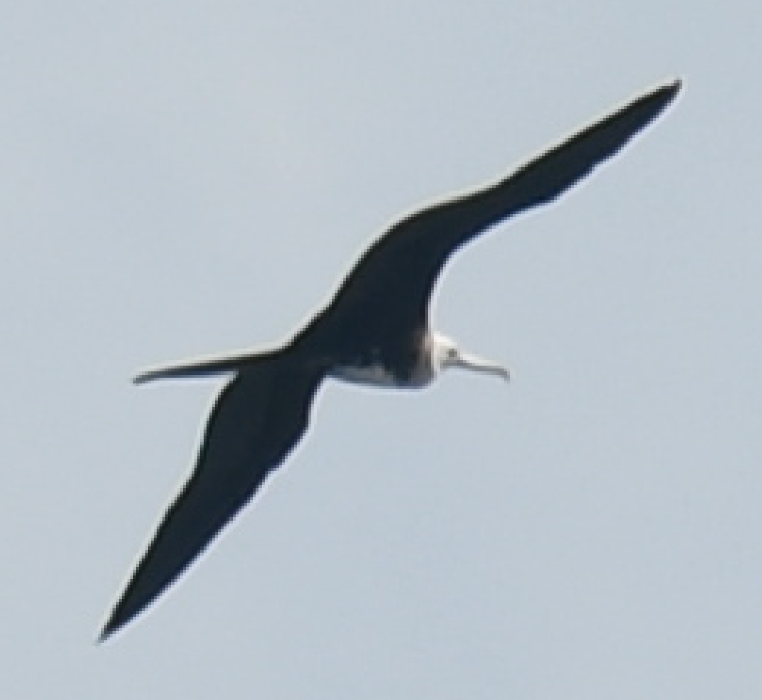 Magnificent Frigatebird - ML240573561