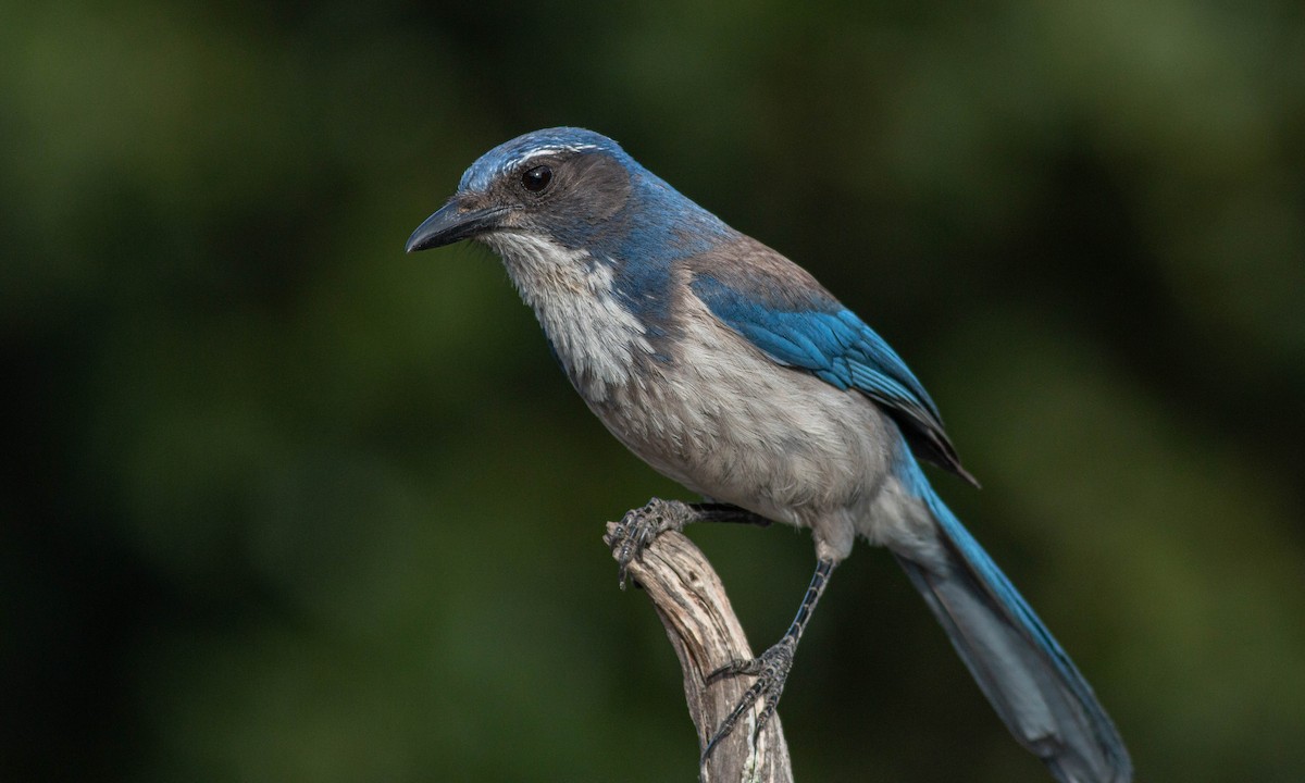 California Scrub-Jay - Paul Fenwick